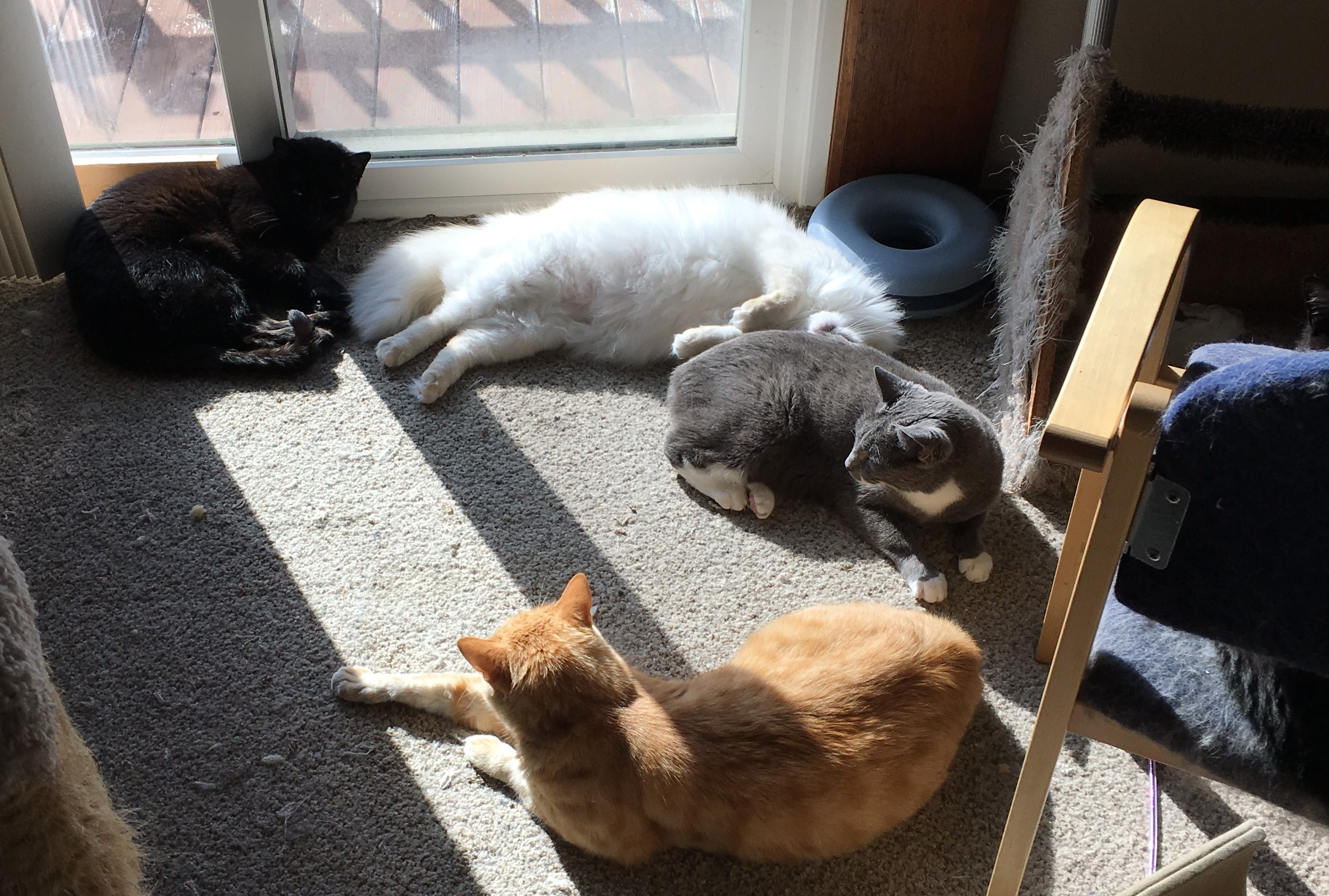 cats in sun 2018-06-05 17.43.26.jpg
